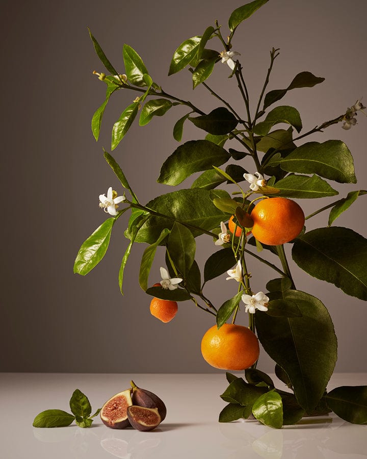 Oranges on a branch with leaves and small white flowers against a dark background for Homecourt's Mandarine Basile fragrance.