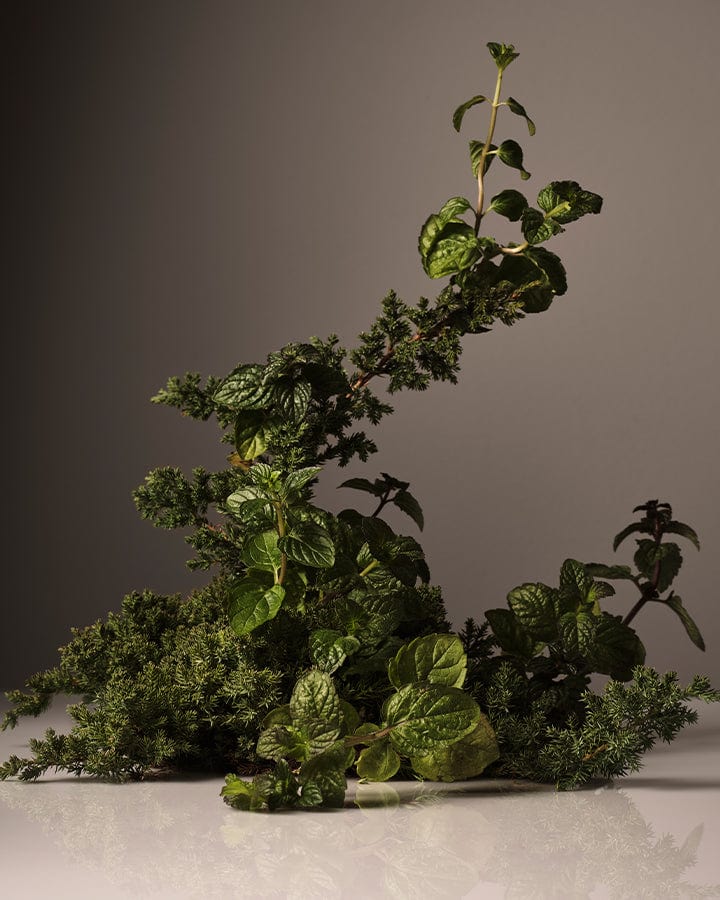 Cipres, mint and greenery on a gray background.