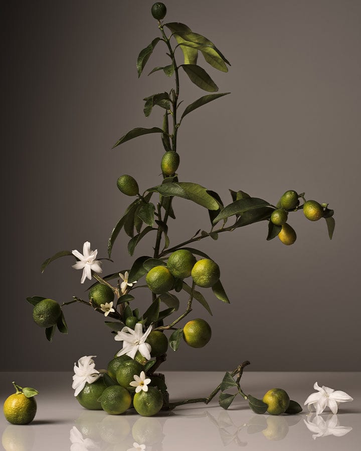 Neroli fruit, blossoms and branch with leaves on a reflective surface and gray background.