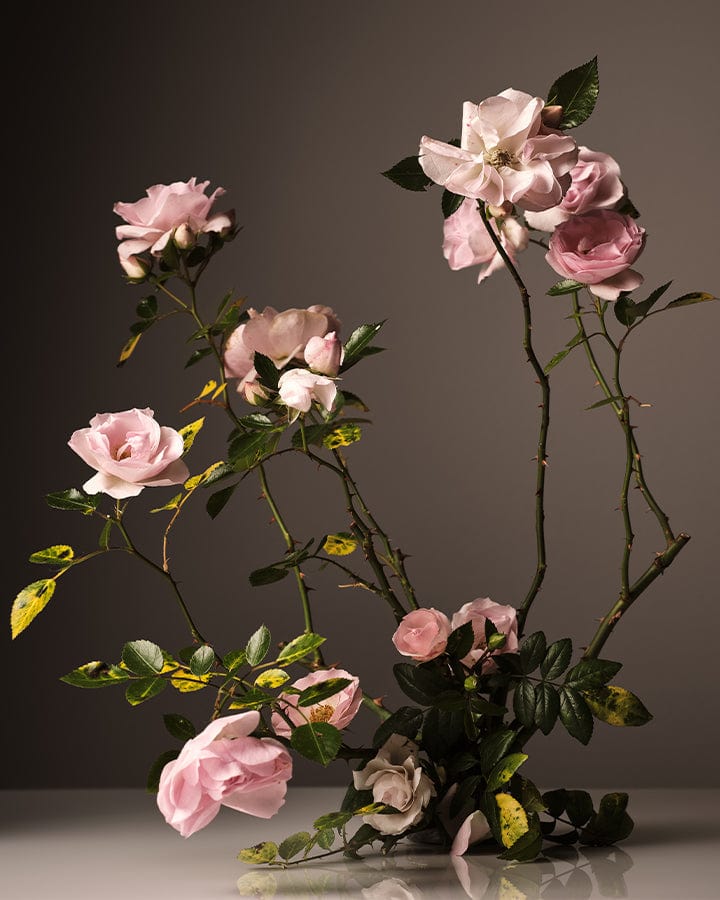 Pink roses showing Homecourt Seeped Rose Fragrance with green leaves on a reflective surface and dark background.
