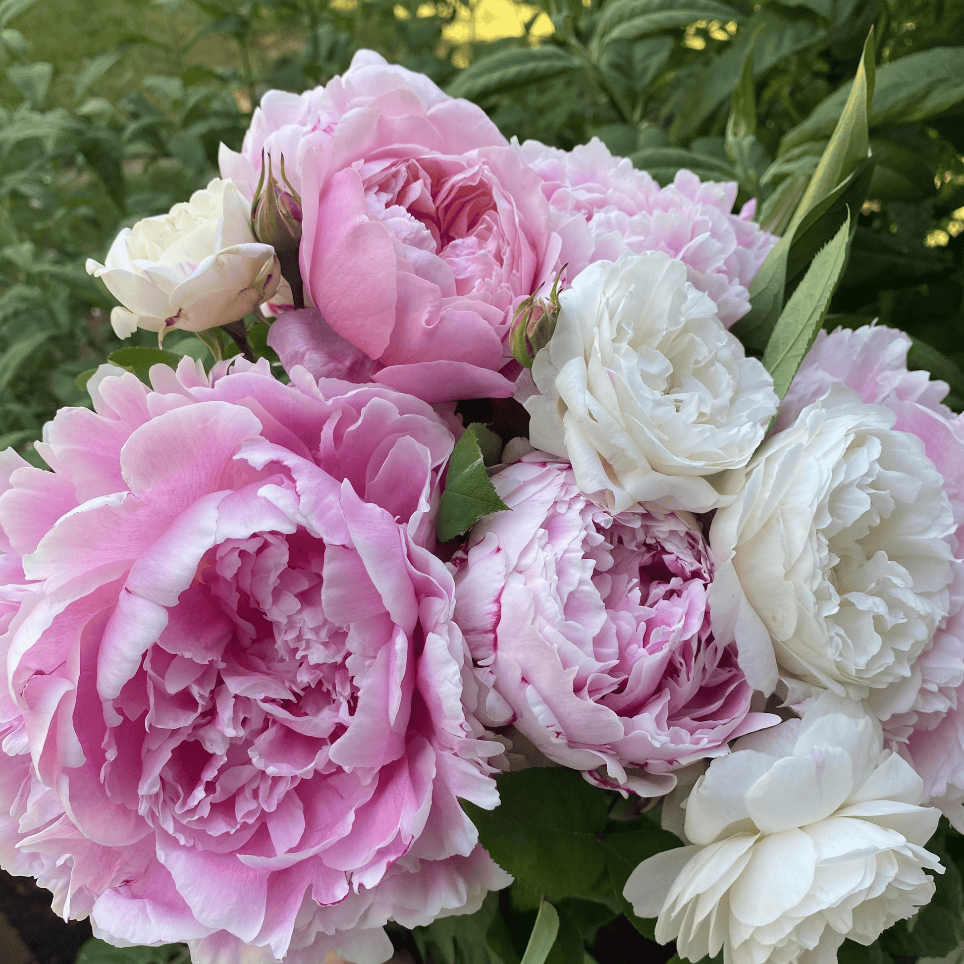 Pink peonies and white roses with greenery grown & arranged in a grand Wow Arrangement display by Little Mountain Flowers