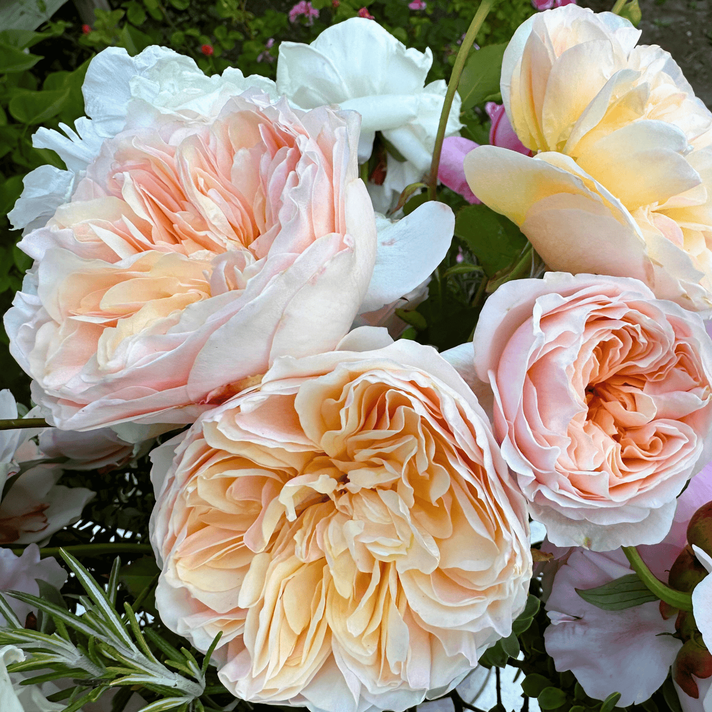 Close up of large David Austin Juliet roses used in a WOW Arrangement created by Little Mountain Flowers