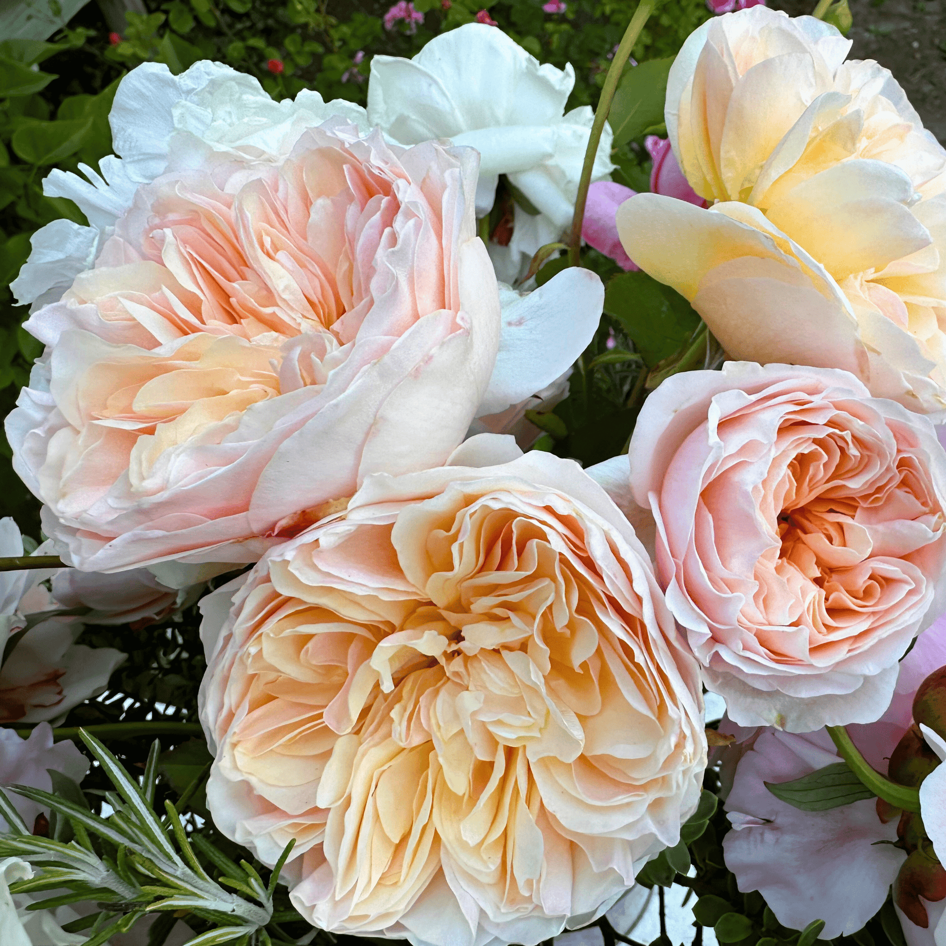 Close up of large David Austin Juliet roses used in a WOW Arrangement created by Little Mountain Flowers